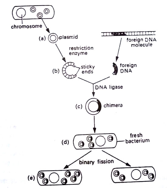 The process of genetic engineering as first performed by Boyer and Cohen